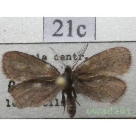 Epichnopterix plumella (Denis & Schiffermüller, 1775) Czech21c